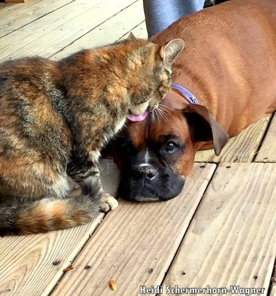 5.2.16 - Cat Won't Stop Kissing Terminally Ill Dog Brother1