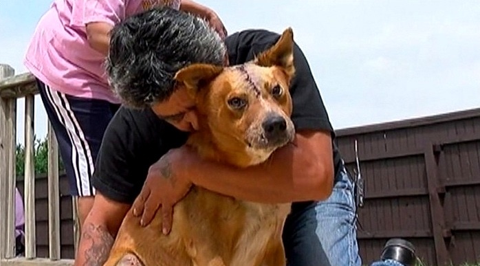 dog news interview accident