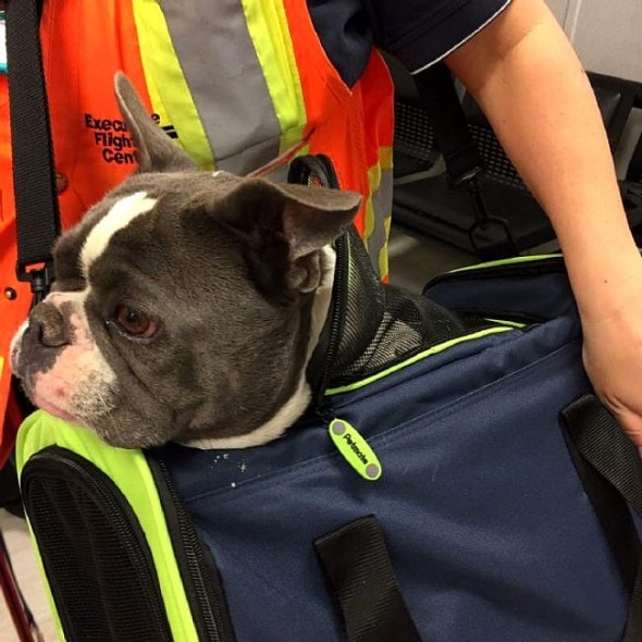 5.26.16 - Canadian Pilots Breaks the Rules to Fly Pets to Safety During Wildfire8