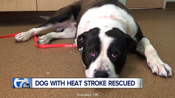 5.31.16 - Reporter Saves Dog Dying of Heatstroke