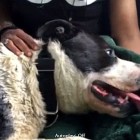 5.31.16 Reporter Saves Dog Dying of Heatstroke1