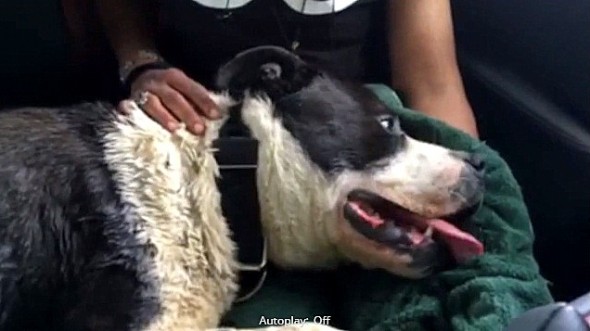 5.31.16 - Reporter Saves Dog Dying of Heatstroke1