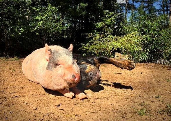 5.4.16 - Rescue Pig Falls Madly in Love with His Dog1