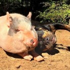 5.4.16 Rescue Pig Falls Madly in Love with His Dog11