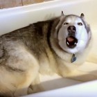 5.9.16 Husky Argues to Stay IN the Tub2