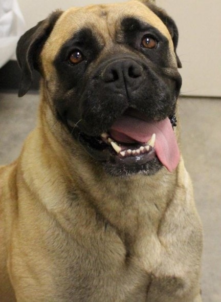 AKC Robin