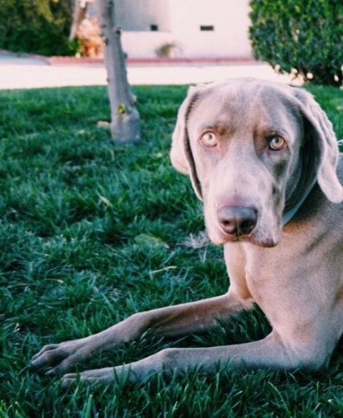 AKC Vince