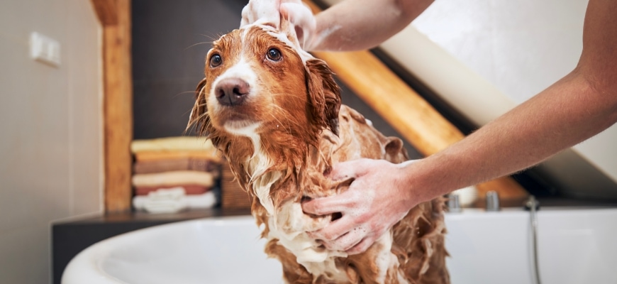 Dog taking bath at home