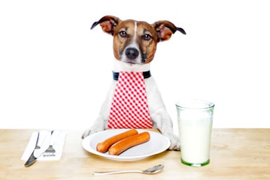Table-manners-dog