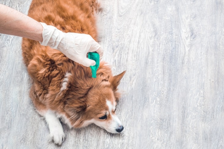 Treatment for a dog from tick