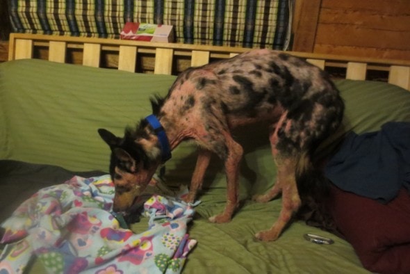 Zeke 1 2-first-night-at-home-3-14-2015 the near-death sled dog photo Kailyn Davis