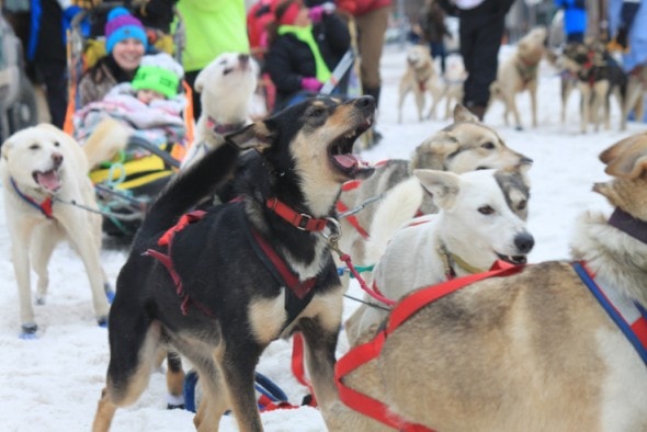 Zekek ceremonial-start-photo-by-my-dad-jesse-davis-3-5-16 Iditarod start 2016