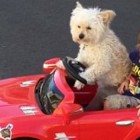 dogs driving