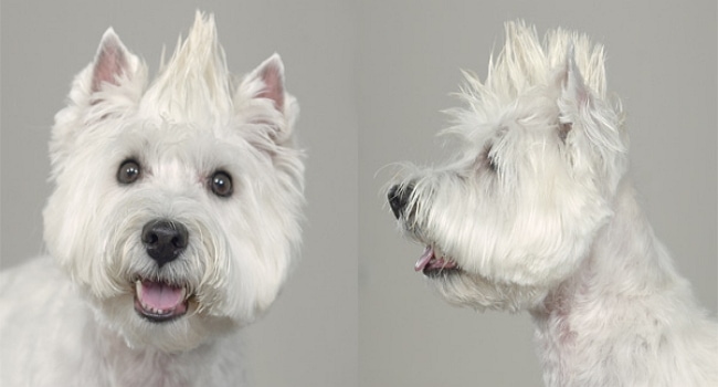 Doggie Hair-do's and Don'ts