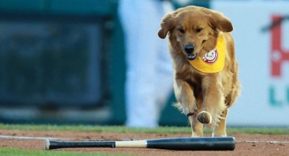 Rookie is one of two goldens who retrieve bats at Trenton Thunder games. Photo: Trenton Thunder ---------------------------------- 