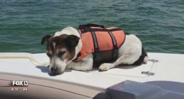 An exhausted Jagermeister rests in the wake of his rescue.       Image: Fox13