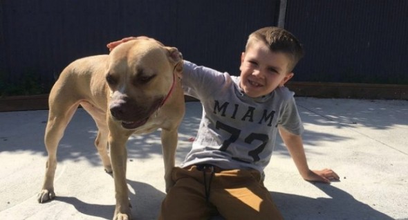 scared dog & boy