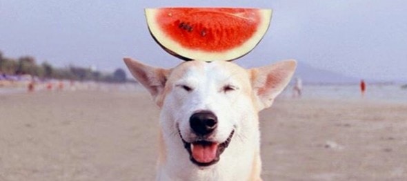 watermelon 2