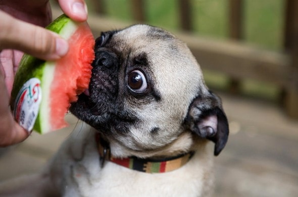 watermelon 6