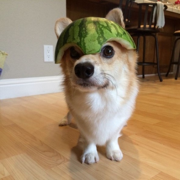 watermelon 7