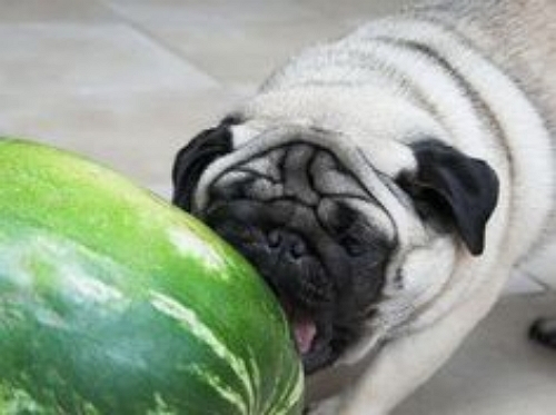 watermelon 8