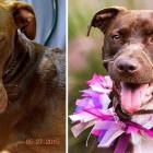 6.1.16 Caitlyn the Taped Dog One Year Later2