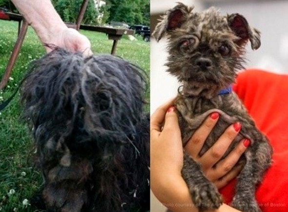 6.13.16 - Couple Charged with Felony for Gross Negligence of Their Dogs1