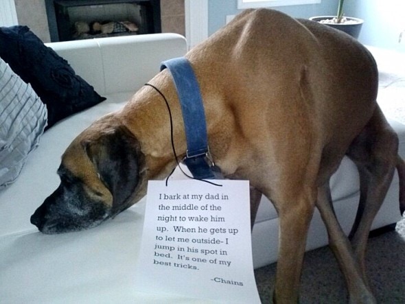 6.17.16 - Dog Shaming - Father's Day Edition10