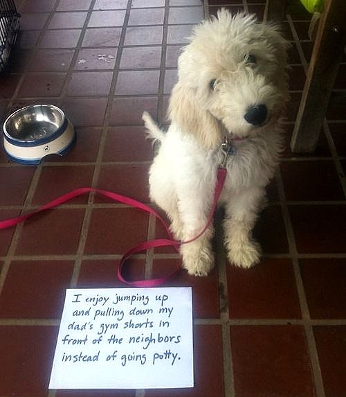 6.17.16 - Dog Shaming - Father's Day Edition11