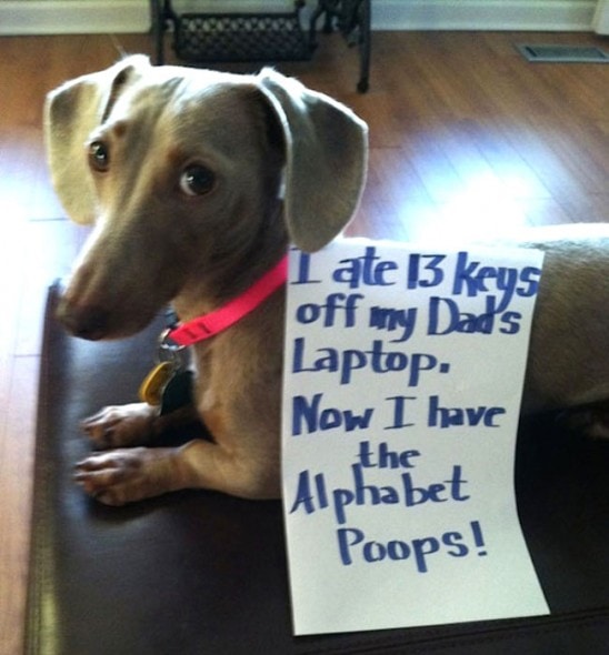 6.17.16 - Dog Shaming - Father's Day Edition12