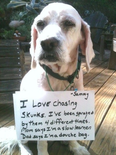 6.17.16 - Dog Shaming - Father's Day Edition14