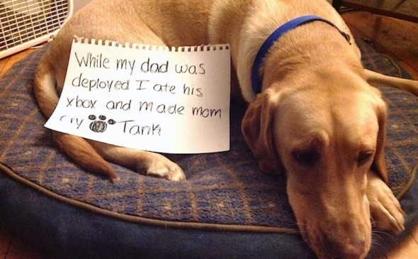 6.17.16 - Dog Shaming - Father's Day Edition17