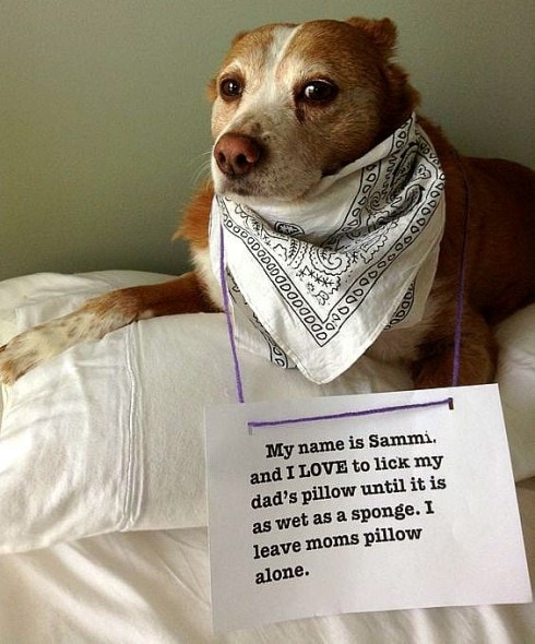 6.17.16 - Dog Shaming - Father's Day Edition18