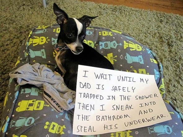 6.17.16 - Dog Shaming - Father's Day Edition20