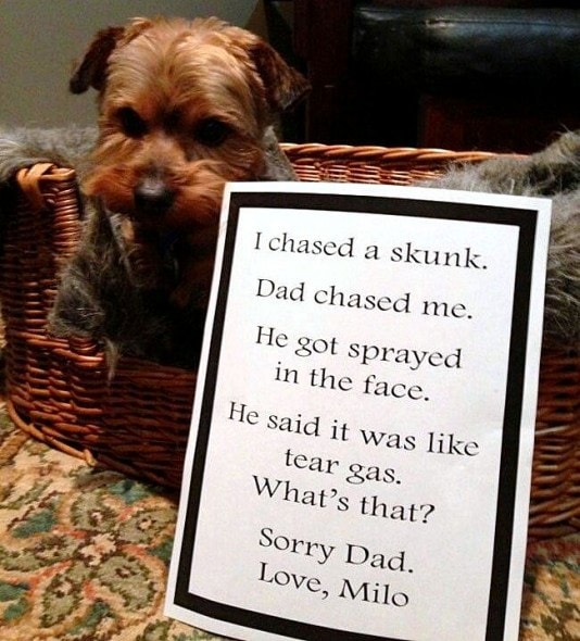 6.17.16 - Dog Shaming - Father's Day Edition21