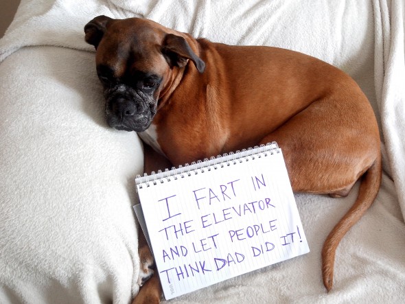6.17.16 - Dog Shaming - Father's Day Edition24