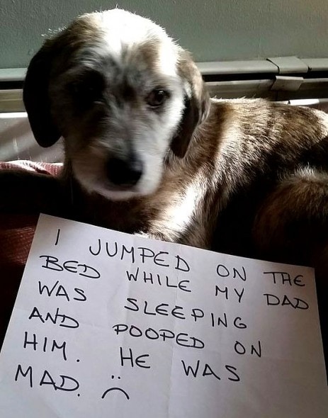 6.17.16 - Dog Shaming - Father's Day Edition26