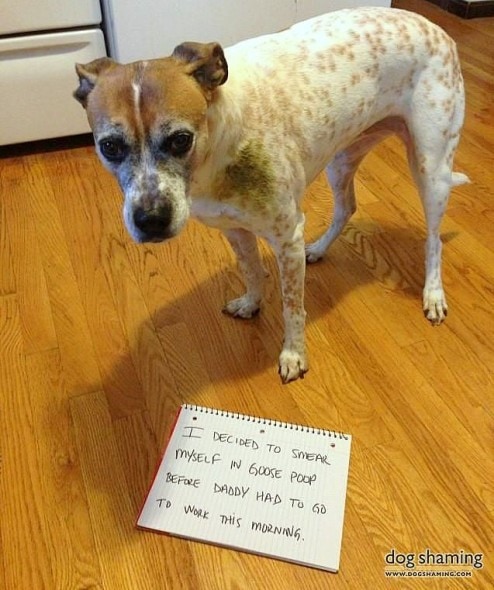 6.17.16 - Dog Shaming - Father's Day Edition3