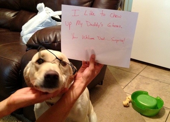 6.17.16 - Dog Shaming - Father's Day Edition4
