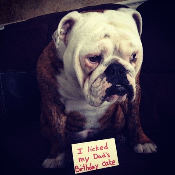 6.17.16 - Dog Shaming - Father's Day Edition5