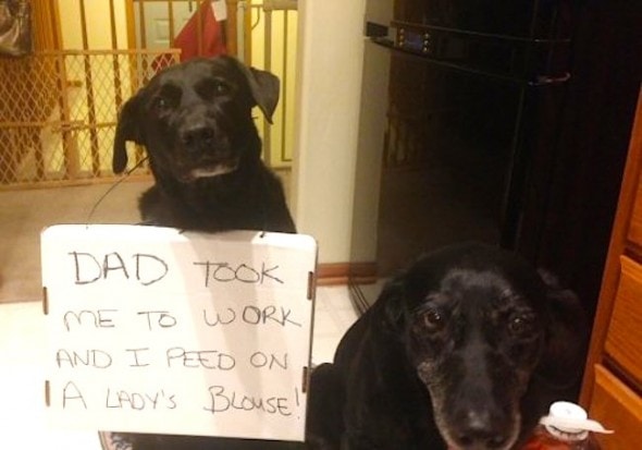 6.17.16 - Dog Shaming - Father's Day Edition6