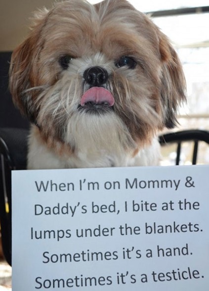 6.17.16 - Dog Shaming - Father's Day Edition8