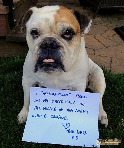6.17.16 - Dog Shaming - Father's Day Edition9