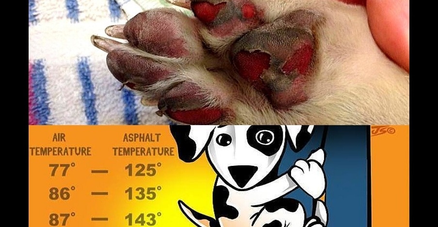 THIS Is What Happens if You Walk Your Dogs on Hot Pavement - Life With Dogs What Happens If You Walk On Tile Too Soon