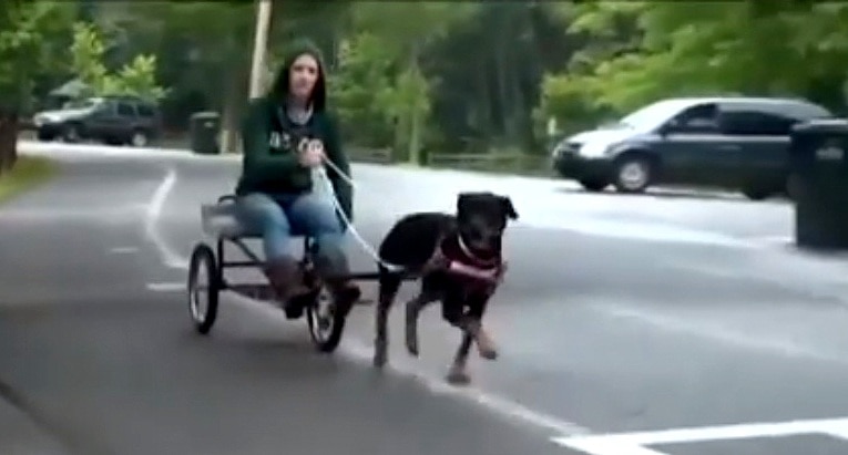 rottweiler pulling cart