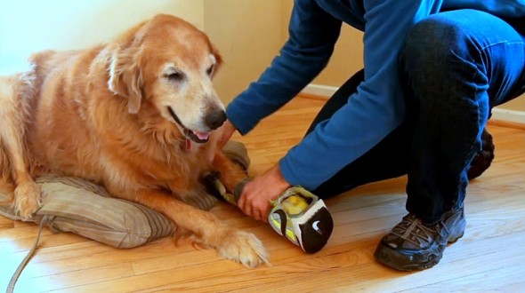 6.2.16 - Devoted Owner Turns His Own Sneaker into a “Faux Paw” for Amputee Dog1