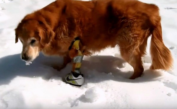 6.2.16 - Devoted Owner Turns His Own Sneaker into a “Faux Paw” for Amputee Dog2