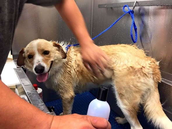 6.2.16 - News Crew Saves Chained Dog Up to Her Neck in Flood Water4