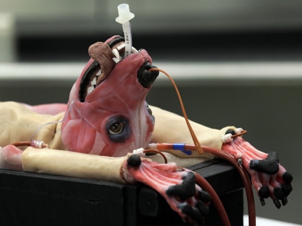 Alberta, a SynDaver Synthetic Canine is shown during a news conference Tuesday, May 31, 2016, in Tampa, Fla. The synthetic canine is an extremely detailed and realistic surgical trainer. The company is hoping the creation will end the need for live animals being used in veterinary medical schools. (AP Photo/Chris O'Meara)
