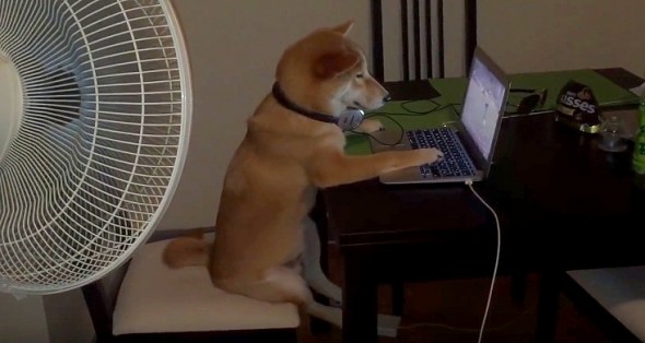 6.20.16 - Shiba Inu Is Addicted to Netflix, and It's Adorable2